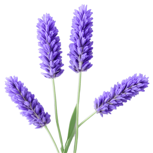 Free transparent PNG: Lavender Flower Transparent PNG for Floral Design and Decor