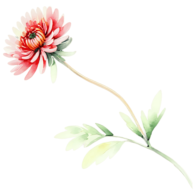 Free transparent PNG: Watercolor Chrysanthemum Flower Transparent PNG – Gentle Illustration for Floral Designs