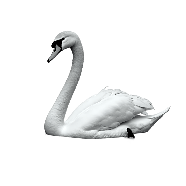 Free transparent PNG: Graceful Swan Gliding Ink Drawing on Transparent Background
