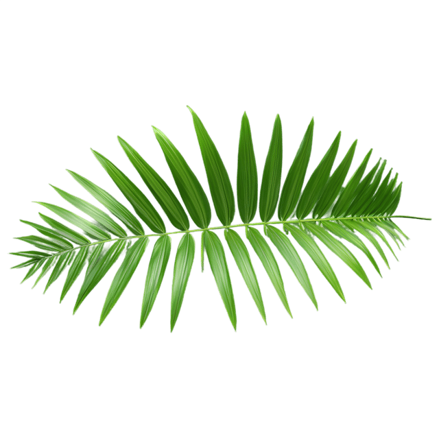 Free transparent PNG: Palm Leaf Transparent Background PNG for Nature and Decorative Uses
