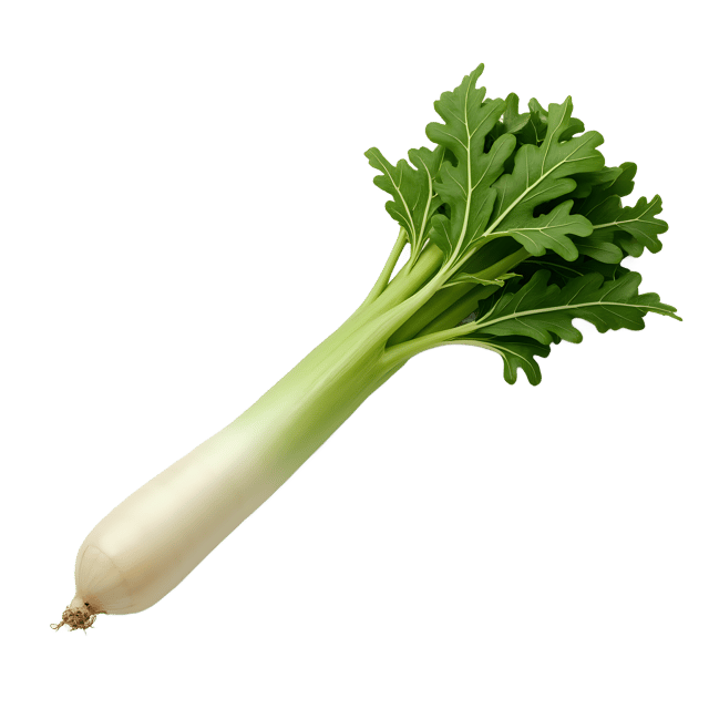 Free transparent PNG: Daikon Radish PNG Download  Perfect for Kitchen, Farm and Healthy Eating Projects