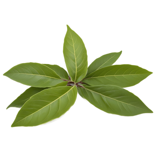 Free transparent PNG: Bay Leaf Herb Transparent PNG for Culinary and Decorative Use
