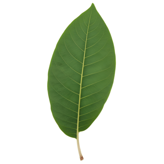 Free transparent PNG: Ficus Leaf Transparent Background PNG for Botanical Art and Design
