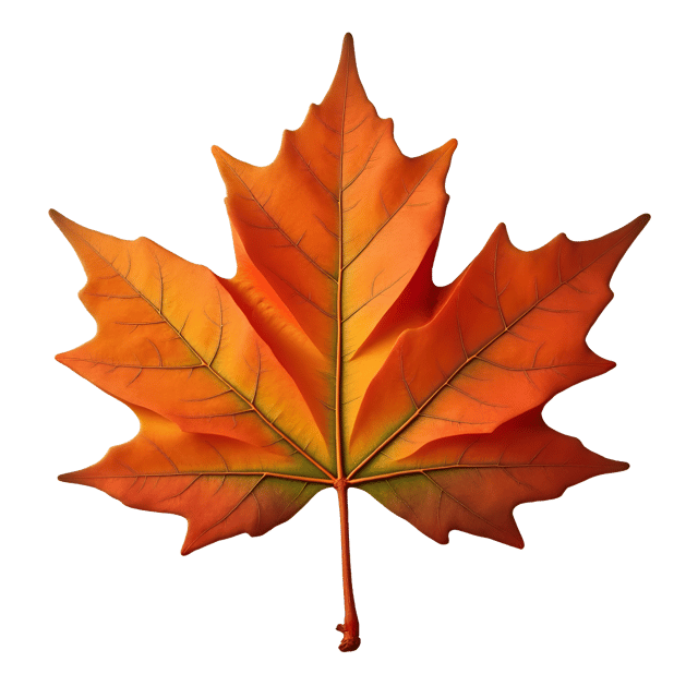 Free transparent PNG: Dry Leaf with Crispy Edges and Vibrant Autumn Colors on White Background