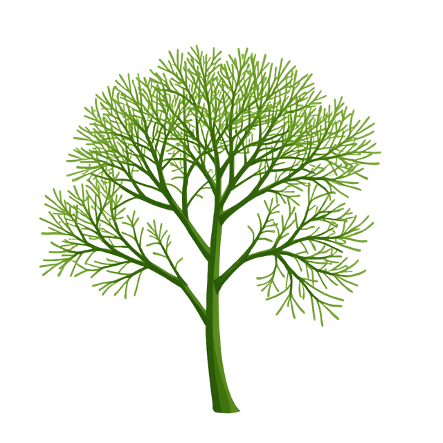 Free transparent PNG: Fennel PNG Clipart  Ideal for Cooking, Herbs  Garden Themes