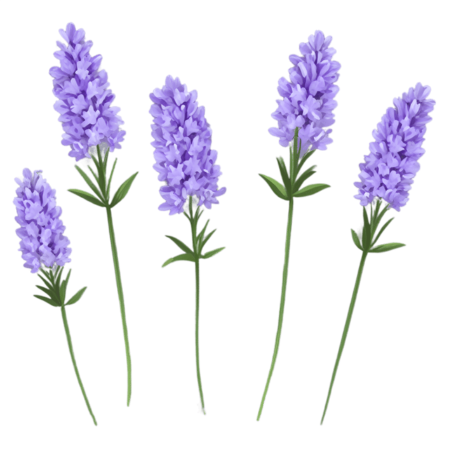 Free transparent PNG: Delicate Lavender Blooms PNG Transparent Background Image for Floral Design