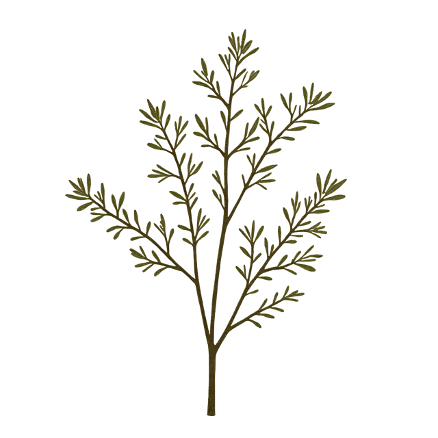 Free transparent PNG: Loose Flower Strand with Mini Leaves  Nature Clipart, free transparent png download