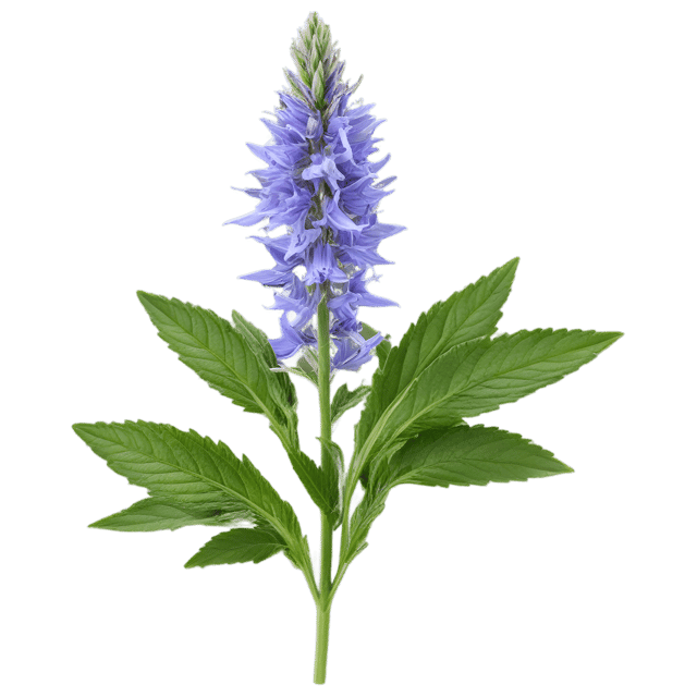 Free transparent PNG: Hyssop Herb Transparent PNG for Botanical Design and Crafts