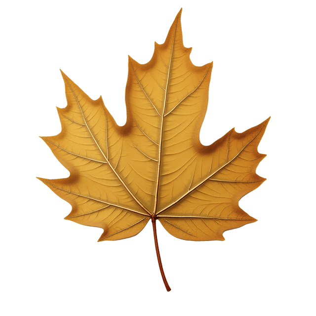 Free transparent PNG: Dry Leaf Clipart with Golden Veins and Delicate Edges