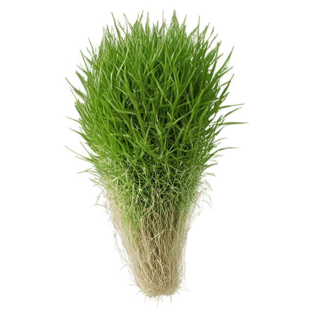 Free transparent PNG: Rhipsalis Cactus Transparent PNG for Botanical and Plant Design