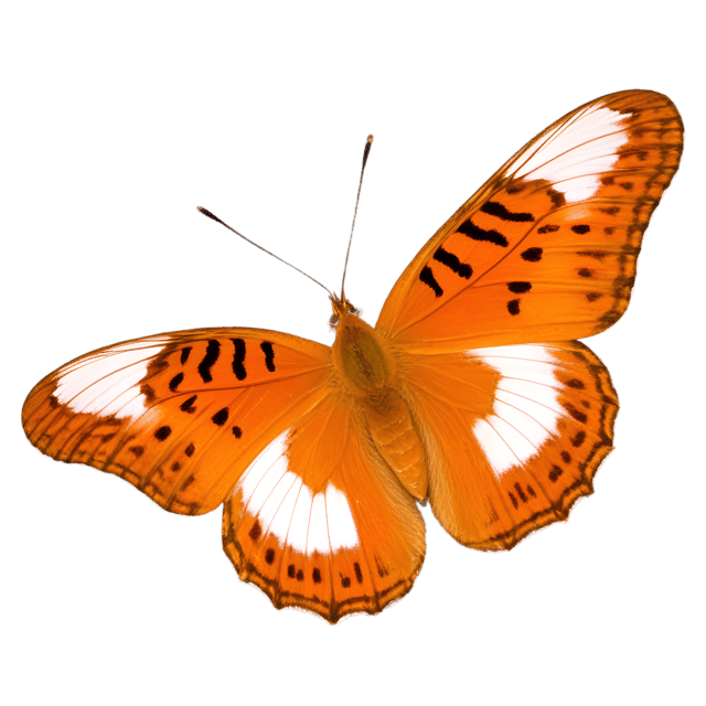 Free transparent PNG: Gulf Fritillary Butterfly PNG with Transparent Background for Art and Design