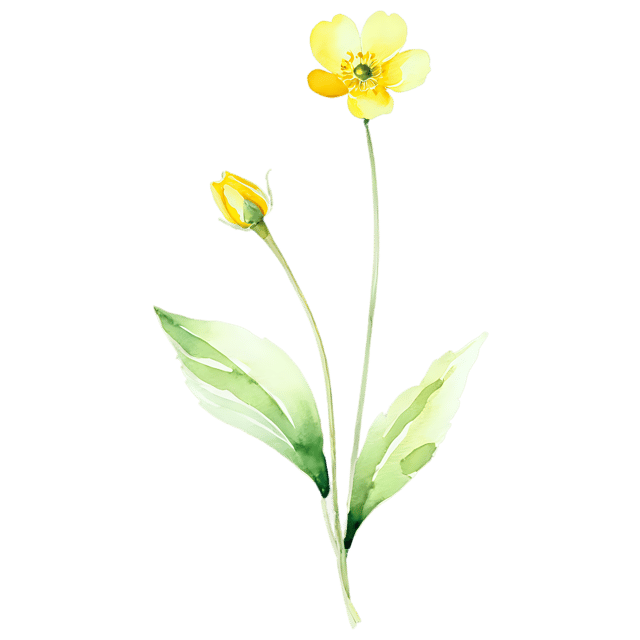 Free transparent PNG: Buttercup Flower Watercolor Illustration - Transparent PNG for Nature-Inspired Designs
