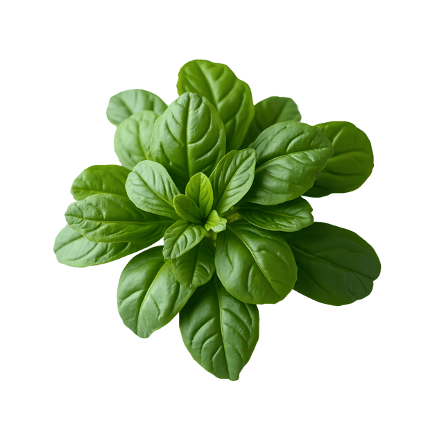 Free transparent PNG: Spinach PNG Clipart  Ideal for Health and Nutrition Uses
