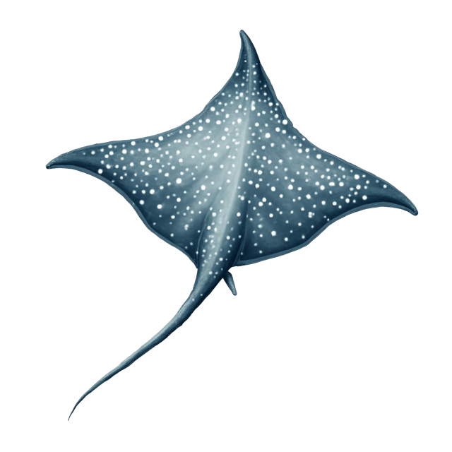 Free transparent PNG: Magnificent Silver Stingray Clipart with Graceful Tail and Shimmering Scales