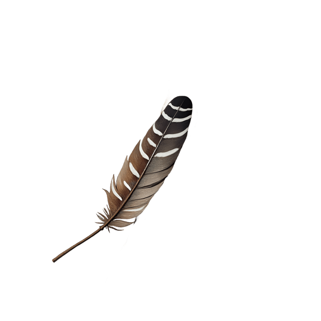 Free transparent PNG: Striped Bird Feather  Nature Clipart, free transparent png download