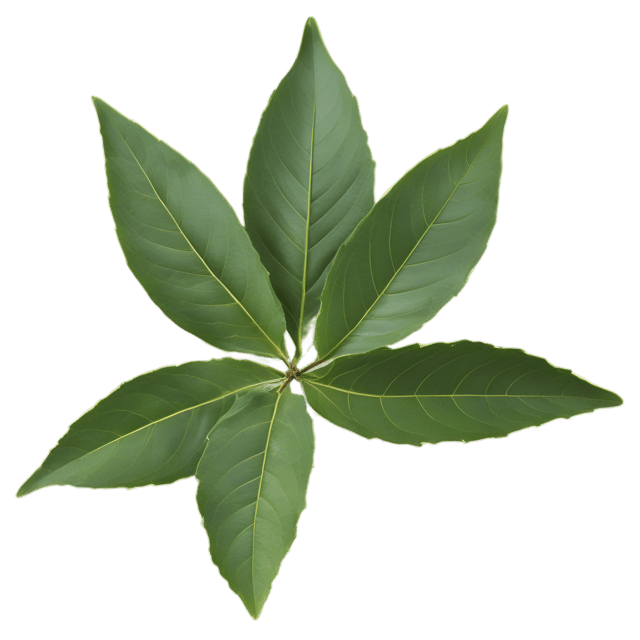 Free transparent PNG: Bay Leaf Herb Transparent PNG for Culinary and Decorative Use
