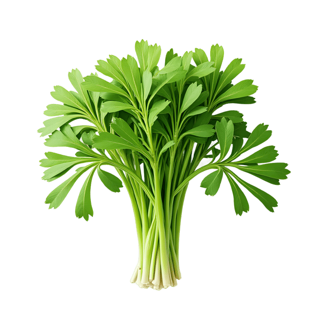 Free transparent PNG: Fennel PNG Clipart  Ideal for Herb Gardens  Natural Health Designs
