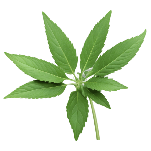 Free transparent PNG: Skullcap Herb Transparent PNG for Botanical and Design Use