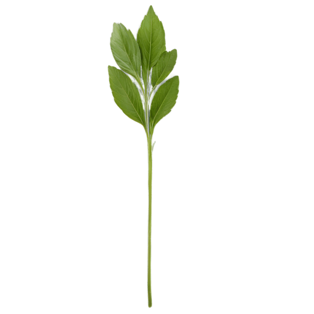 Free transparent PNG: Savory Herb Transparent PNG for Culinary and Herbal Imagery