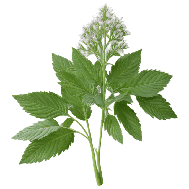 Free transparent PNG: Valerian Herb Transparent PNG for Herbal Illustrations and Botanical Art