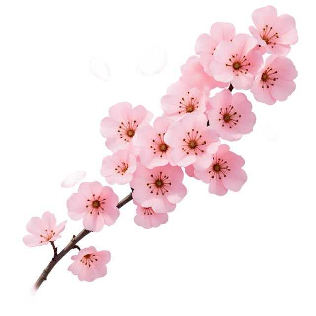 Free transparent PNG: Floating Spray of Soft Pink Petals  Free Downloadable PNG Clipart