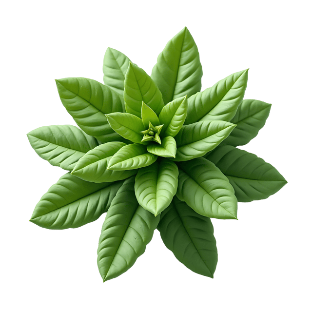 Free transparent PNG: Bok Choy PNG Clipart  Perfect for Asian Cuisine  Cultural Designs