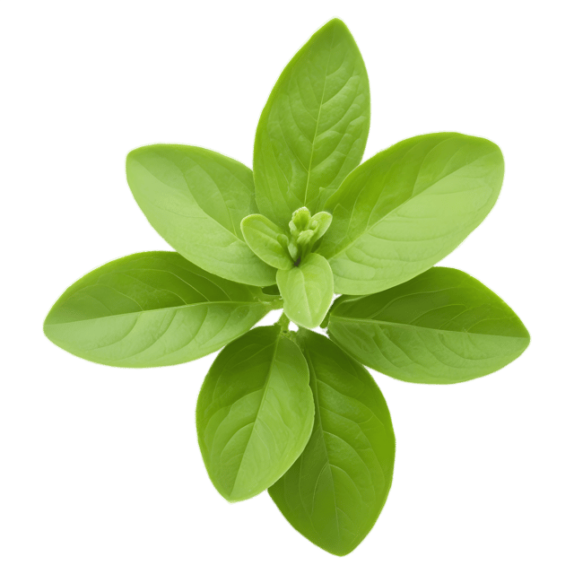 Free transparent PNG: Marjoram Herb Transparent Background PNG