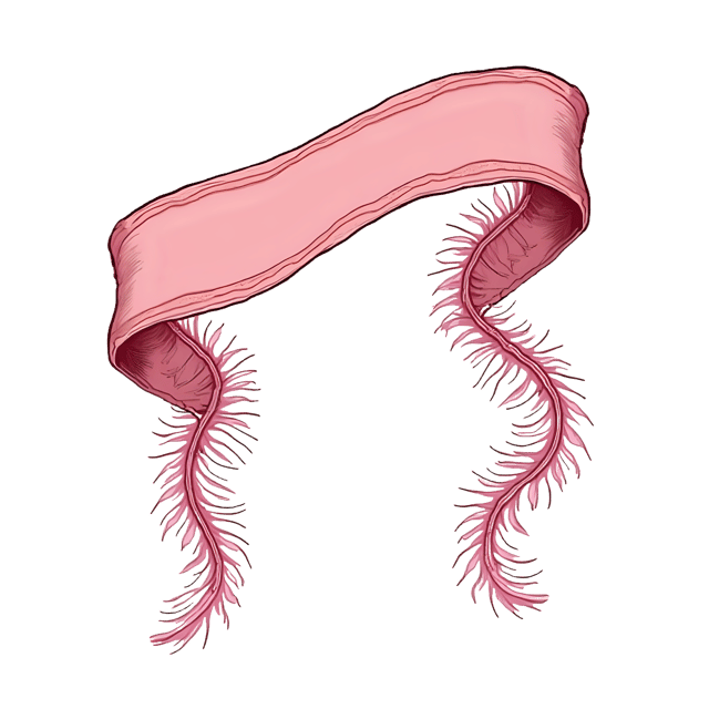 Free transparent PNG: Looped Ribbon with Pink Feather Ends  Elegant Clipart Design, free download png