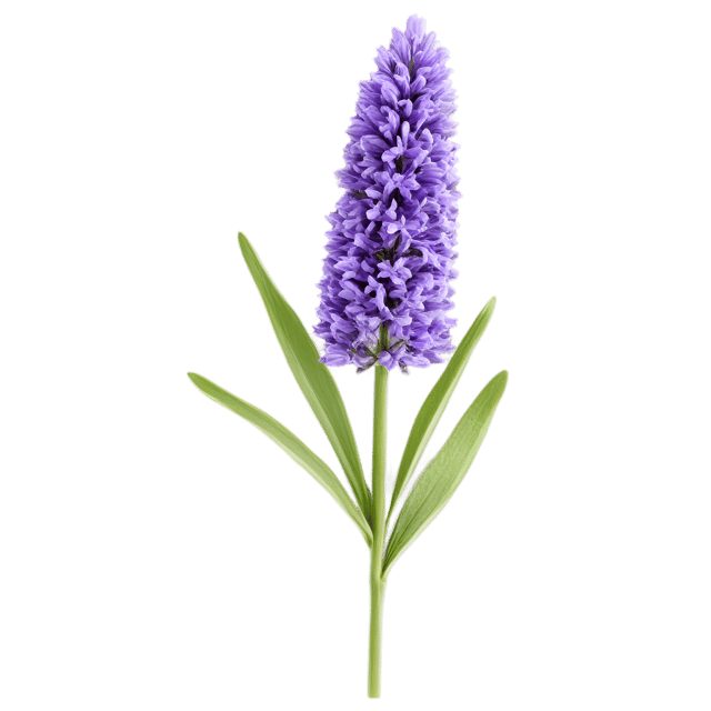 Free transparent PNG: Lavender Flower PNG with Transparent Background for Floral Design and Clipart