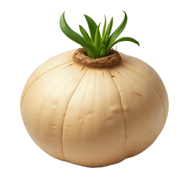Free transparent PNG: Turnip PNG Download  Perfect for Kitchen Clipart, Gardening Projects  Decor