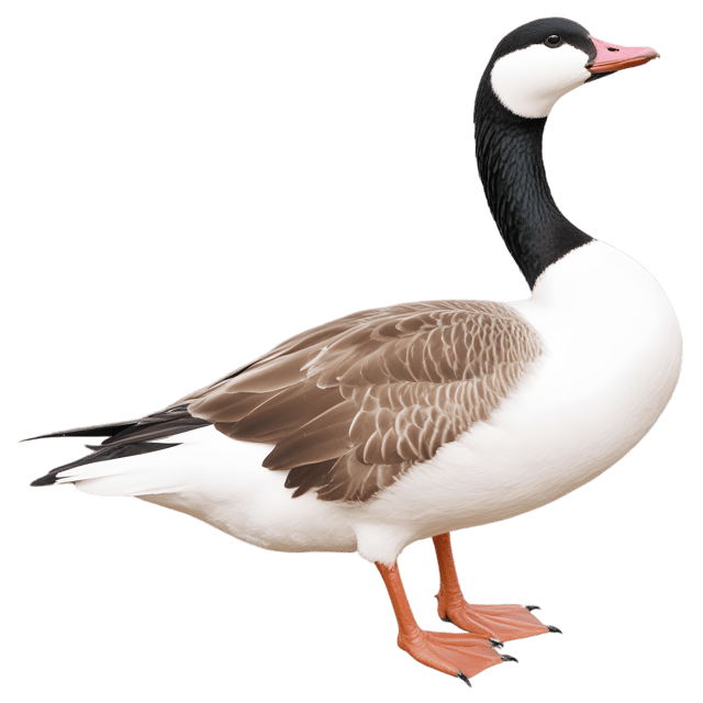 Free transparent PNG: Goose Bird PNG with Transparent Background for Art and Design