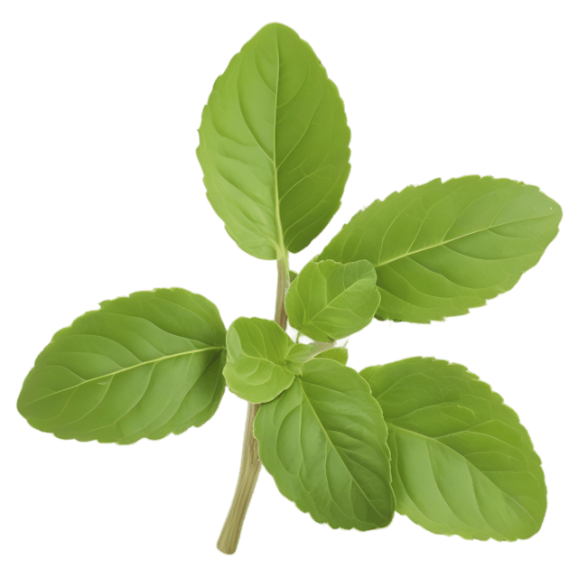 Free transparent PNG: Oregano Herb Transparent Background PNG for Herbal Design and Decor