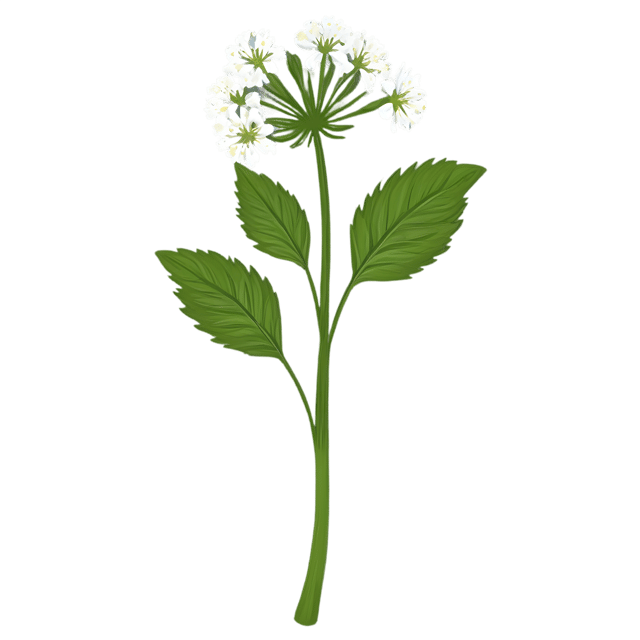 Free transparent PNG: Valerian Herb Transparent PNG Background for Herbal Design and Nature Crafts
