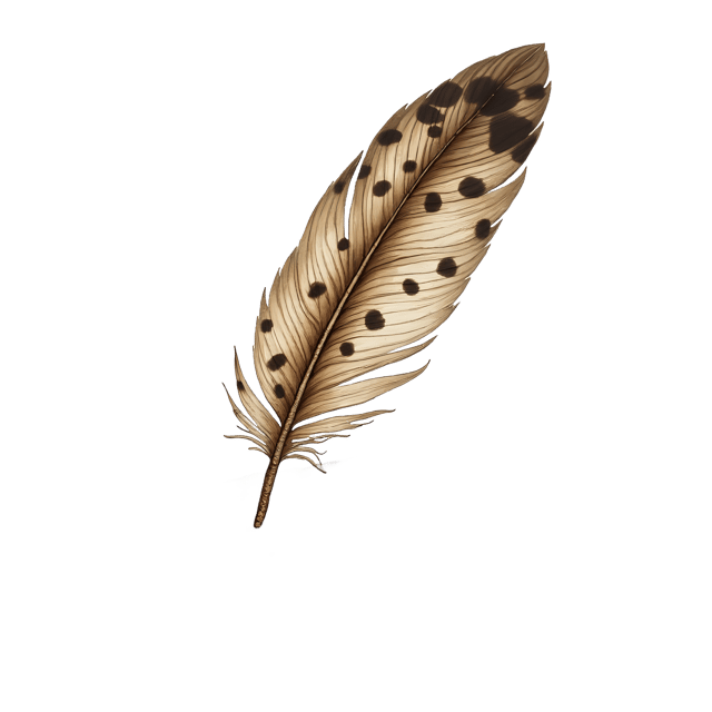 Free transparent PNG: Speckled Wing Feather on Rough Stone  Nature Clipart, free transparent png download
