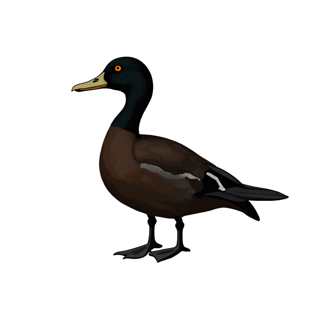 Free transparent PNG: Long-tailed Duck Clipart in Dark Chocolate-Brown and White