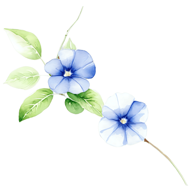 Free transparent PNG: Morning Glory Flower - Transparent Watercolor Illustration PNG for Artwork & Design
