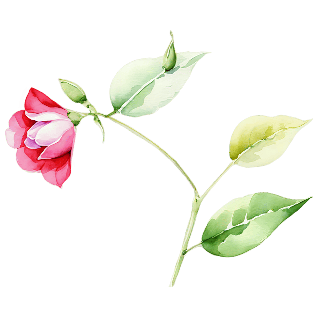 Free transparent PNG: Sweet Pea Flower Watercolor Illustration – Transparent Background Clipart