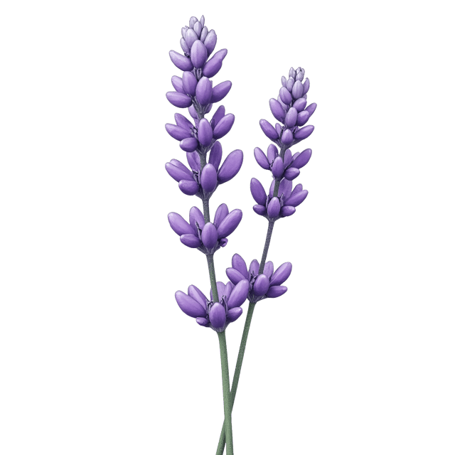 Free transparent PNG: Pale-Lilac Lavender Bunch Clipart with Tiny Purple Buds