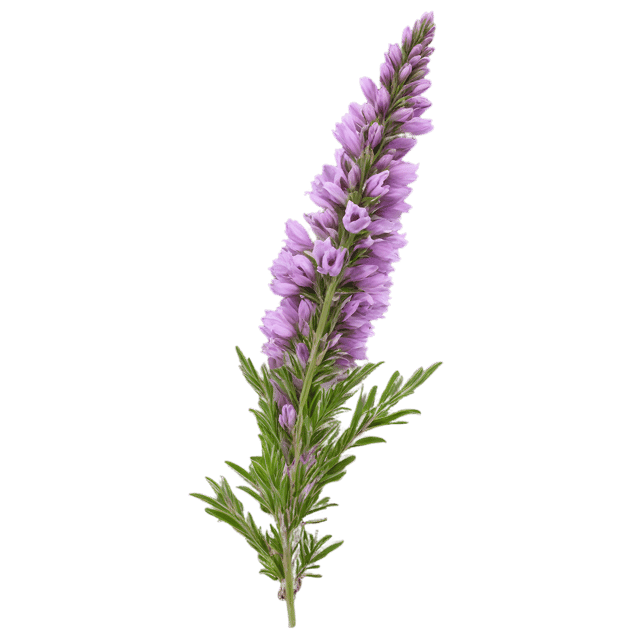 Free transparent PNG: Heather Flower PNG with Transparent Background for Botanical Design and Clipart