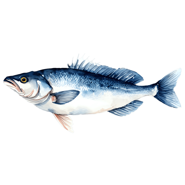 Free transparent PNG: Transparent Sea Bass Watercolor Illustration – Fish Clipart for Designers & Creators