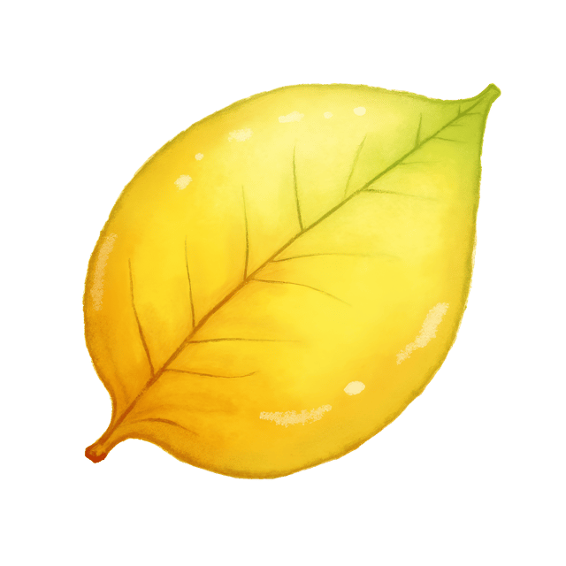 Free transparent PNG: Lemon-Yellow Sunny Leaf Watercolor Illustration for Vibrant and Cozy Decor