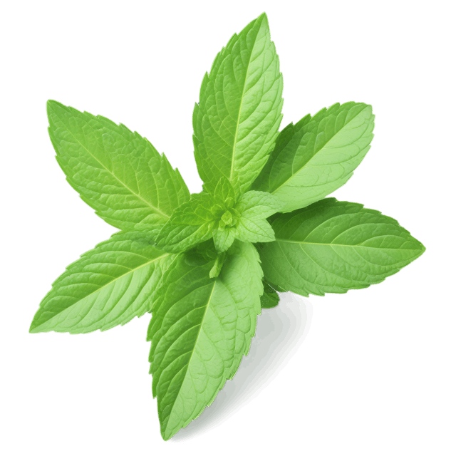 Free transparent PNG: Mint Herb PNG with Transparent Background for Botanical Art and Design