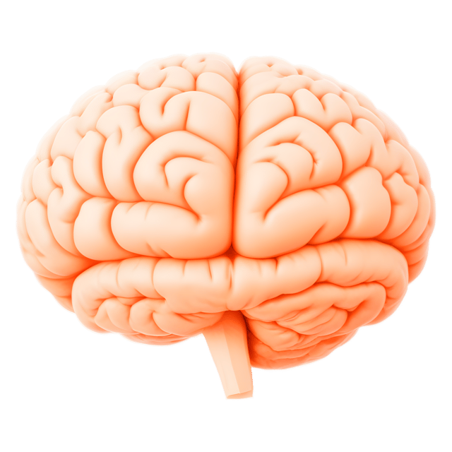 Free transparent PNG: Brain Structure Transparent PNG Diagram for Educational and Visual Projects