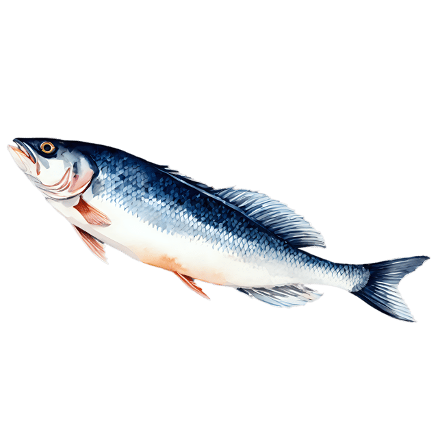 Free transparent PNG: Transparent Sea Bass Watercolor Illustration – PNG Fish Clipart