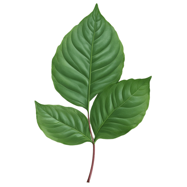 Free transparent PNG: Sorrel Leaf Transparent Background PNG for Fresh and Natural Imagery