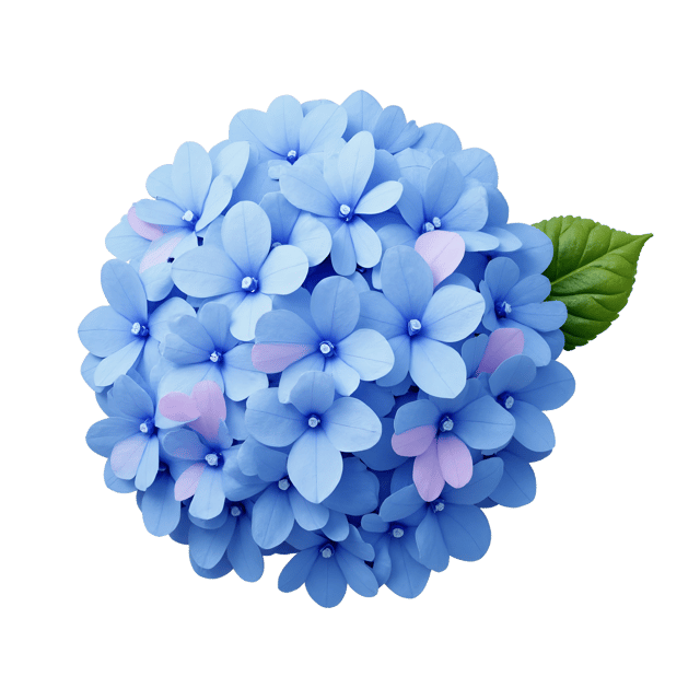 Free transparent PNG: Mystical Blue Hydrangea Illustration with Soft Pink Accents