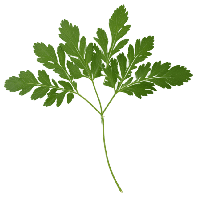 Free transparent PNG: Chervil Herb Transparent PNG for Kitchen and Garden Imagery