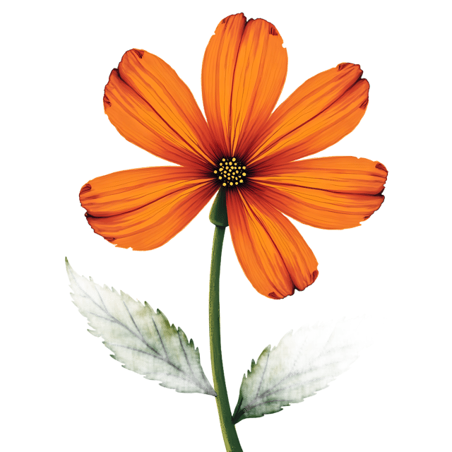 Free transparent PNG: Quirky Petal PNG with Transparent Background for Vibrant Floral Design