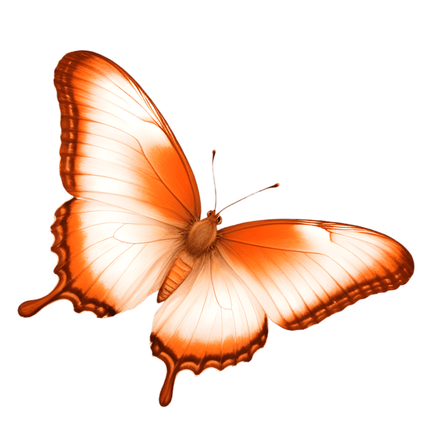 Free transparent PNG: Julia Butterfly Transparent PNG for Artistic and Decorative Uses