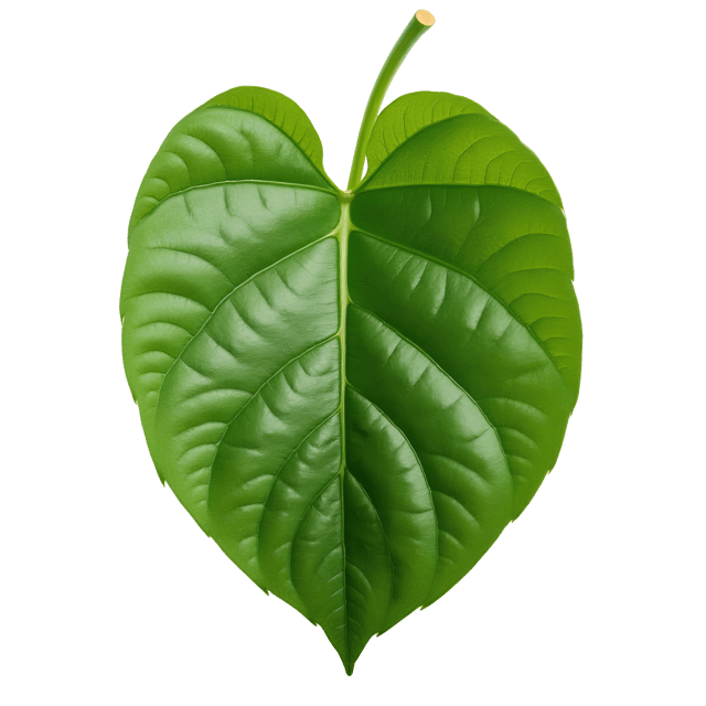 Free transparent PNG: Tanned Green Leaf with Subtle Discoloration and Soft Curves on White Background